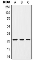 G18 Rabbit Polyclonal Antibody
