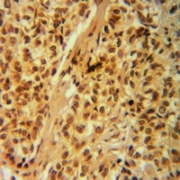 G18 Rabbit Polyclonal Antibody