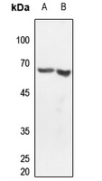 CLK2 Rabbit Polyclonal Antibody