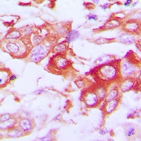 Claudin 7 Rabbit Polyclonal Antibody