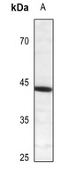CREB (Phospho-S121) Rabbit Polyclonal Antibody
