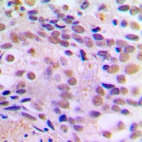 CREB (Phospho-S121) Rabbit Polyclonal Antibody