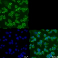 CREB Rabbit Polyclonal Antibody