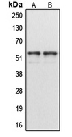 Cytochrome P450 1A1/2 Rabbit Polyclonal Antibody