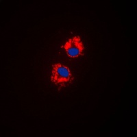 Cytochrome P450 1A1/2 Rabbit Polyclonal Antibody