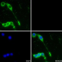 NQO1 Rabbit Polyclonal Antibody