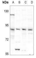 Dishevelled 3 Rabbit Polyclonal Antibody