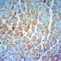 EEF1B2 Rabbit Polyclonal Antibody