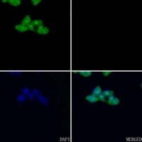 EEF1B2 Rabbit Polyclonal Antibody