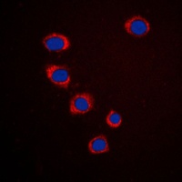 Ephrin A3 Rabbit Polyclonal Antibody