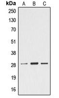 Ephrin A4 Rabbit Polyclonal Antibody