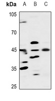 ELK1 Rabbit Polyclonal Antibody