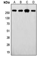 FASN Rabbit Polyclonal Antibody