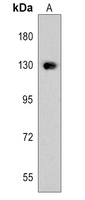 Fibulin 2 Rabbit Polyclonal Antibody