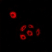 Fibulin 2 Rabbit Polyclonal Antibody