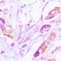 VEGFD Rabbit Polyclonal Antibody