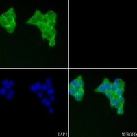 VEGFD Rabbit Polyclonal Antibody
