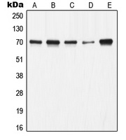 Ku70 Rabbit Polyclonal Antibody