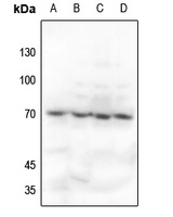 Ku70 Rabbit Polyclonal Antibody