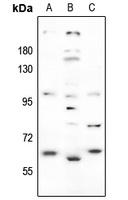 GABRA4 Rabbit Polyclonal Antibody