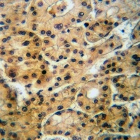 GABRA4 Rabbit Polyclonal Antibody