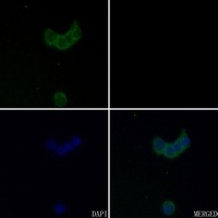 GABRA4 Rabbit Polyclonal Antibody