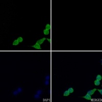 GDF9 Rabbit Polyclonal Antibody
