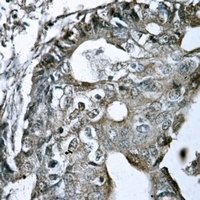 GPR15 Rabbit Polyclonal Antibody