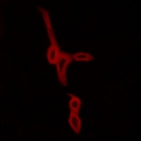 GPR15 Rabbit Polyclonal Antibody