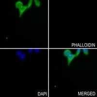 GLUR4 (Phospho-S862) Rabbit Polyclonal Antibody