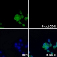 GSK3 beta (Phospho-S9) Rabbit Polyclonal Antibody