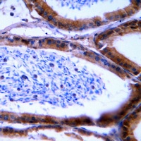 Granzyme B/H Rabbit Polyclonal Antibody