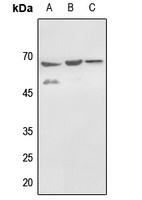 Histone Deacetylase 1 (Phospho-S421) Rabbit Polyclonal Antibody
