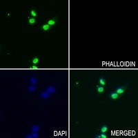 Histone Deacetylase 1 (Phospho-S421) Rabbit Polyclonal Antibody