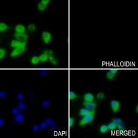 NRAS/HRAS/KRAS Rabbit Polyclonal Antibody