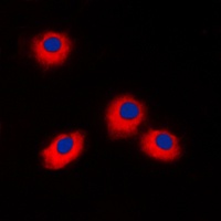 ERAS Rabbit Polyclonal Antibody