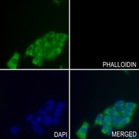 HSP27 (Phospho-S15) Rabbit Polyclonal Antibody