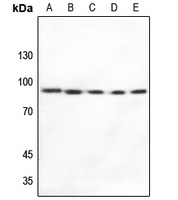 HSP90 alpha Rabbit Polyclonal Antibody