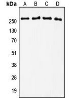 Tenascin C Rabbit Polyclonal Antibody