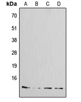 Amylin Rabbit Polyclonal Antibody