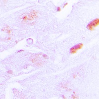 Amylin Rabbit Polyclonal Antibody
