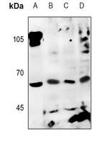 Factor I Rabbit Polyclonal Antibody