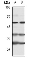 Cytokine IK Rabbit Polyclonal Antibody