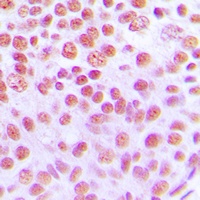 Cytokine IK Rabbit Polyclonal Antibody
