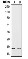 IL-4 Rabbit Polyclonal Antibody