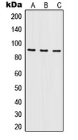 ILF3 Rabbit Polyclonal Antibody