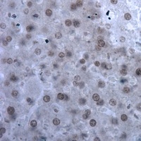 ILF3 Rabbit Polyclonal Antibody