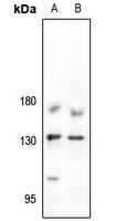 JAK1 Rabbit Polyclonal Antibody