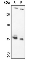 c-Jun Rabbit Polyclonal Antibody