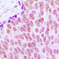 c-Jun Rabbit Polyclonal Antibody
